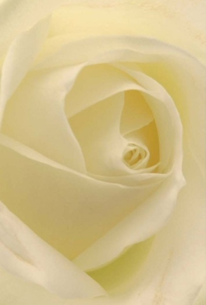 Seen in exquisite detail, this classic white rose carries the spirit of Kennington in each of its gracefully layered petals. The interplay between creamy whites and soft hints of pearl is accentuated by gentle, natural light reminiscent of a calm morning near Kennington Park Road. These petals, spiraling from a flawless core, display a tranquility and sophistication beloved by local residents seeking beauty for weddings, anniversaries, or meaningful apologies. Shadows and highlights move fluidly across the flower, bringing out its subtle depth and the sense that the bloom is softly illuminated from within. One can almost feel the clean, velvety surface of each petal-a tactile testament to the craftsmanship of Kennington's skilled florists. The scent, imagined as fresh and understated, fills the mind with serenity. Every element in this arrangement-from the pristine symmetry to the almost transparent edge of each outer petal-testifies to the care taken in selecting the perfect rose for any occasion across SE11. Whether as a romantic gesture on Kennington Lane or the centerpiece of a thoughtful sympathy bouquet, this flower speaks volumes without words, its quiet resilience and purity suited for every significant moment in Kennington life.